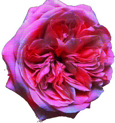acanthe.net.1