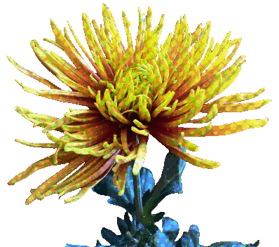 acanthe.net_fleur_10
