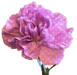 acanthe.net_fleur_13