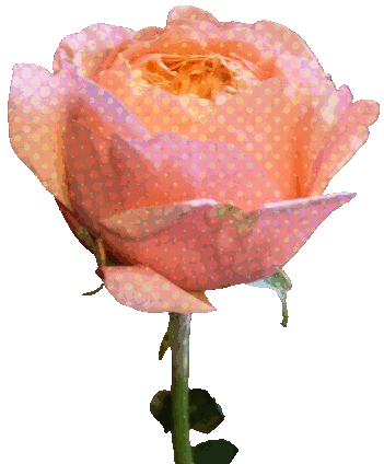 acanthe.net_fleur_5